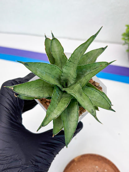 Sansevieria Kumara (#H41) | Imported Hybrids
