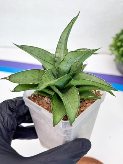 Sansevieria Kumara (#H41) | Imported Hybrids