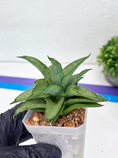 Sansevieria Kumara (#H41) | Imported Hybrids