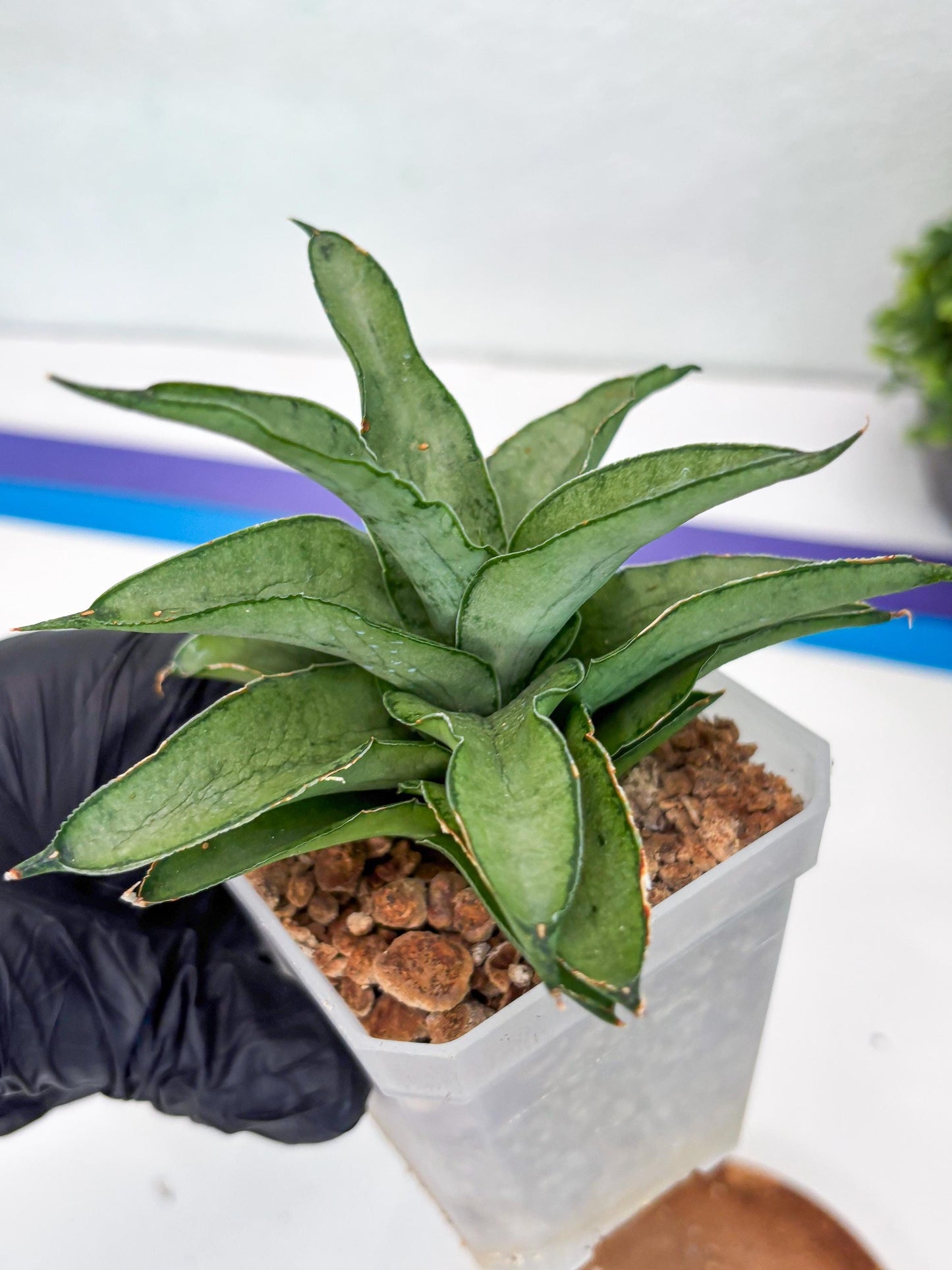 Sansevieria Kumara (#H41) | Imported Hybrids