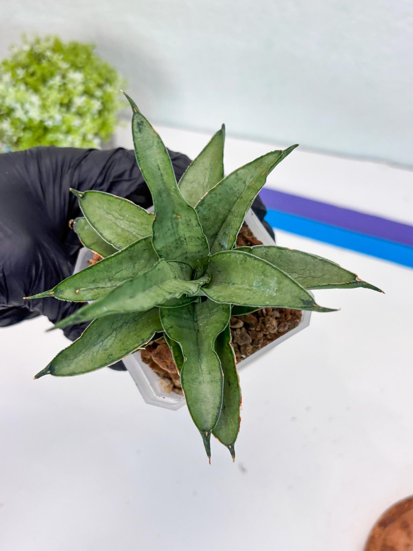 Sansevieria Kumara (#H41) | Imported Hybrids