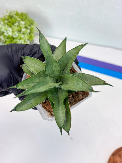 Sansevieria Kumara (#H41) | Imported Hybrids