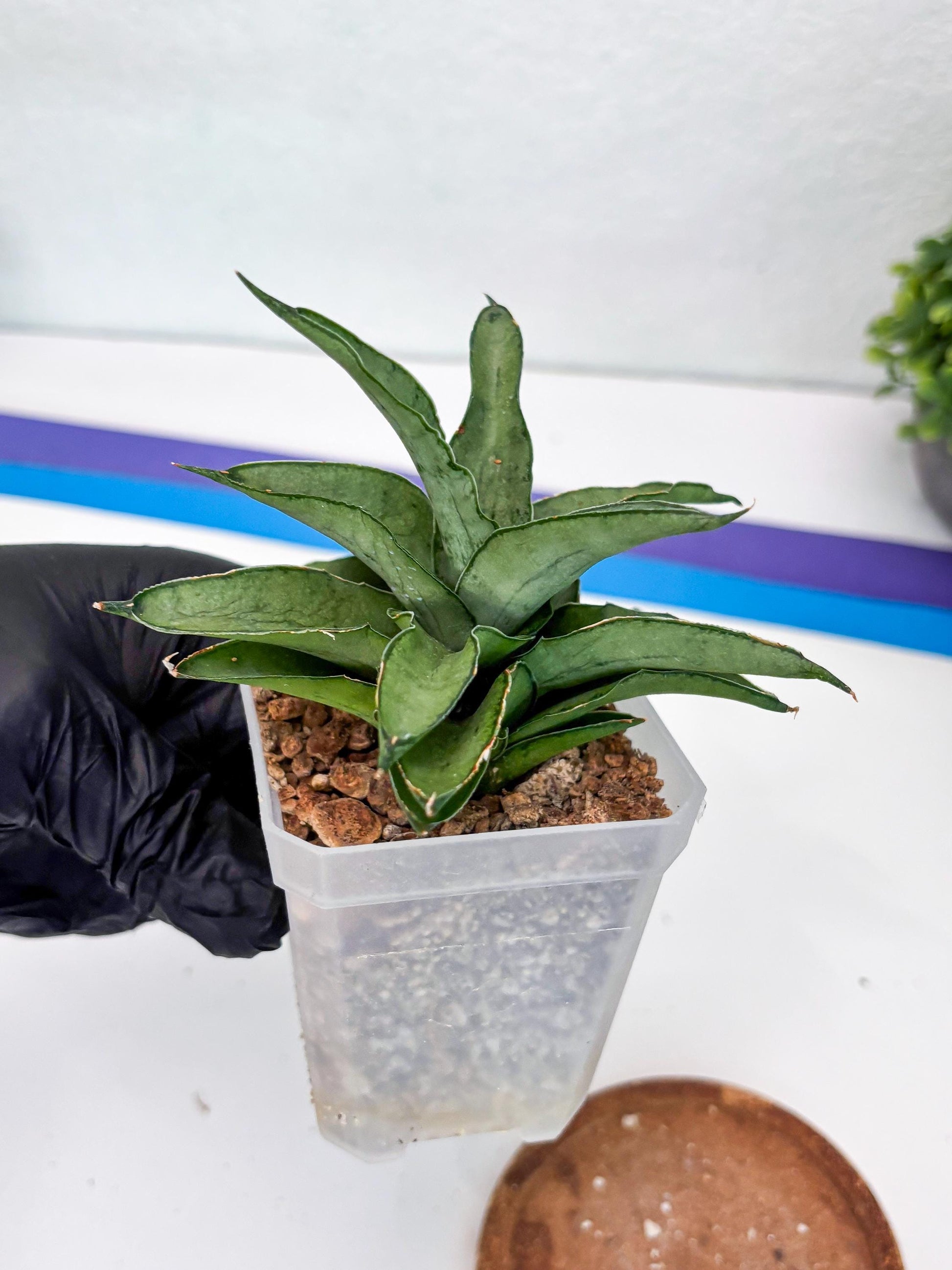 Sansevieria Kumara (#H41) | Imported Hybrids