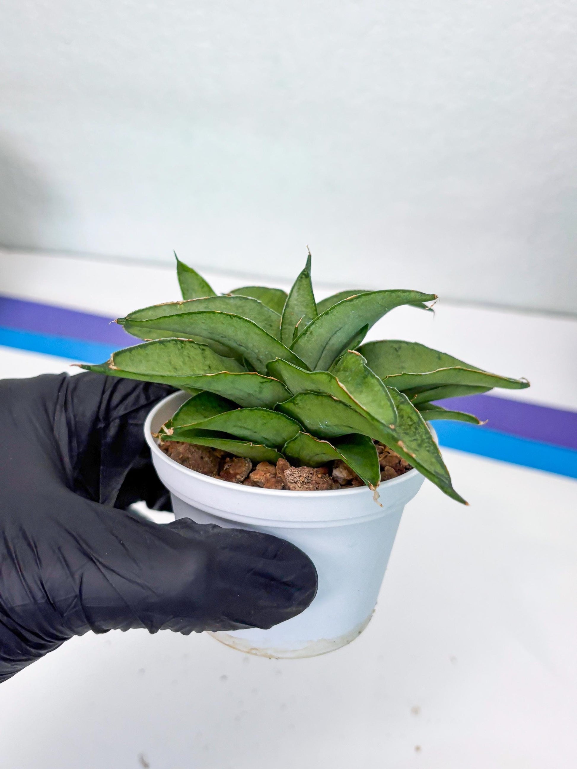 Sansevieria Kumara (Ha41) (Y) | Imported Hybrids