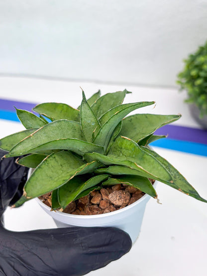 Sansevieria Kumara (Ha41) (Y) | Imported Hybrids
