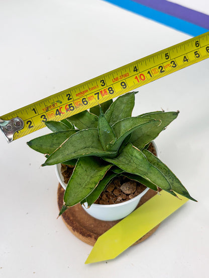 Sansevieria Kumara (Ha41) (Y) | Imported Hybrids