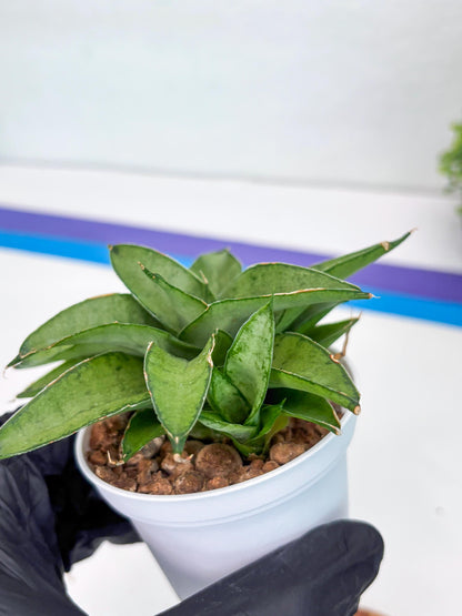 Sansevieria Kumara (Ha41) (Y) | Imported Hybrids