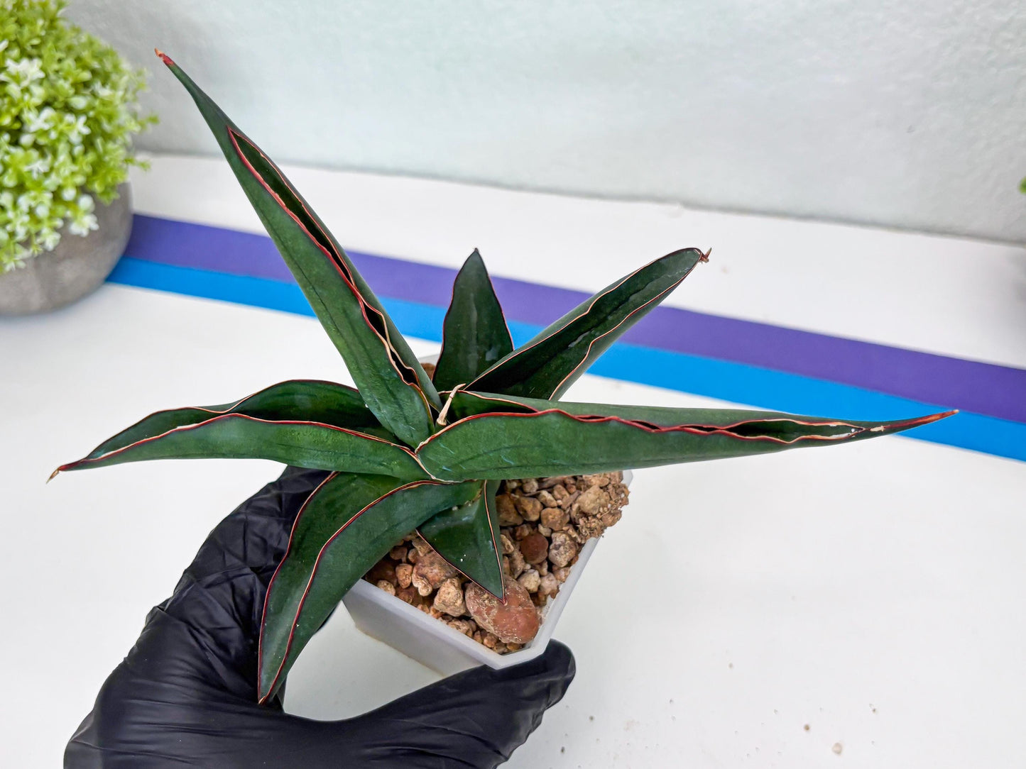 Sansevieria Kirana (#H42) | Imported Hybrids