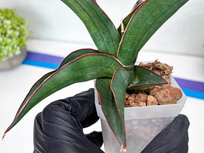Sansevieria Kirana (#H42) | Imported Hybrids