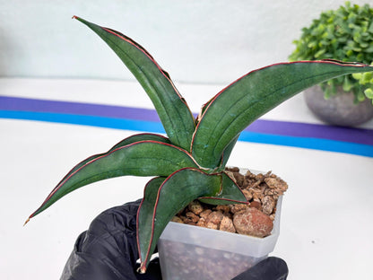 Sansevieria Kirana (#H42) | Imported Hybrids