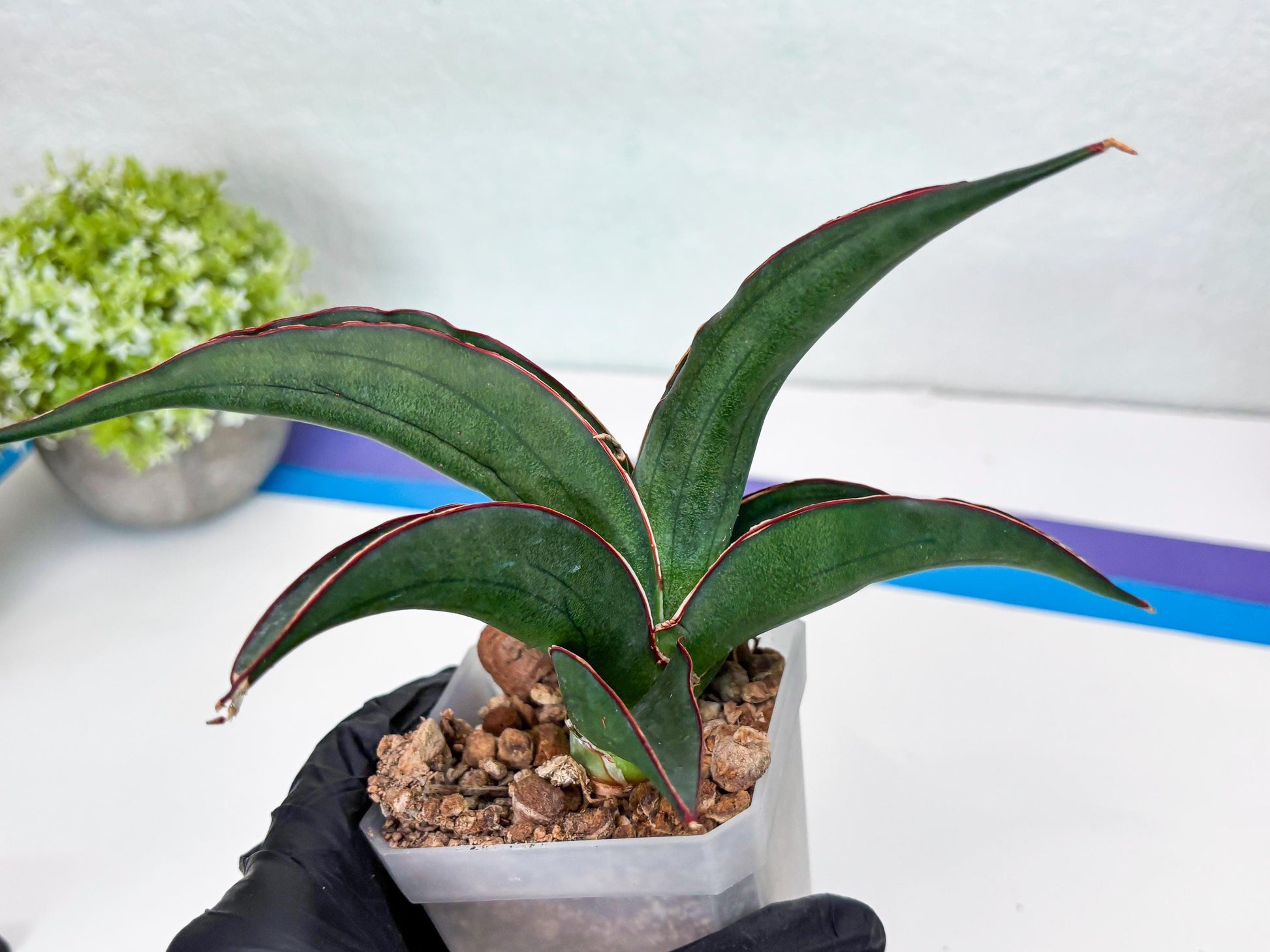 Sansevieria Kirana (#H42) | Imported Hybrids