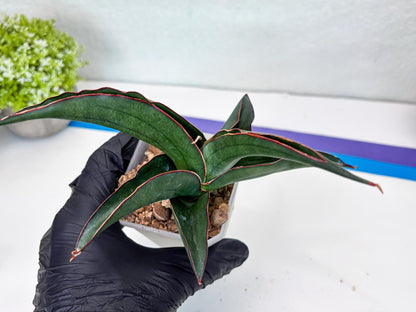Sansevieria Kirana (#H42) | Imported Hybrids
