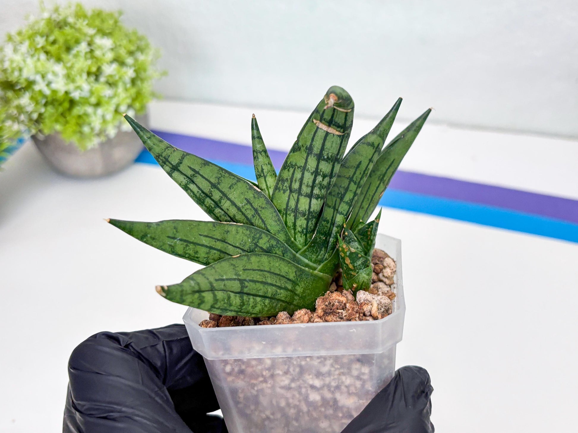 Sansevieria Manja (#H43) | Imported Hybrids