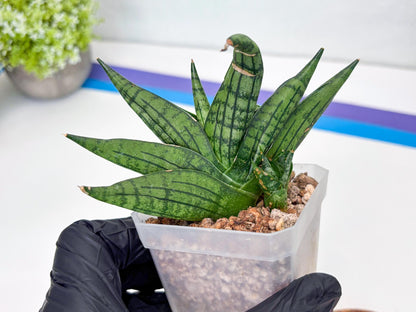 Sansevieria Manja (#H43) | Imported Hybrids