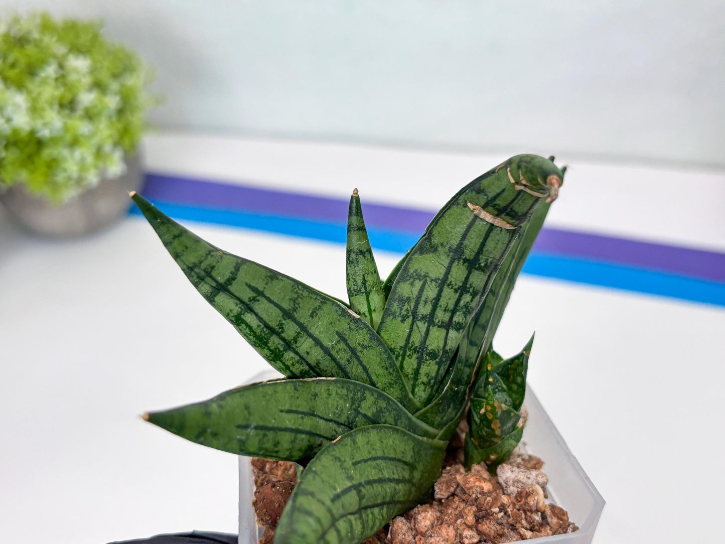 Sansevieria Manja (#H43) | Imported Hybrids