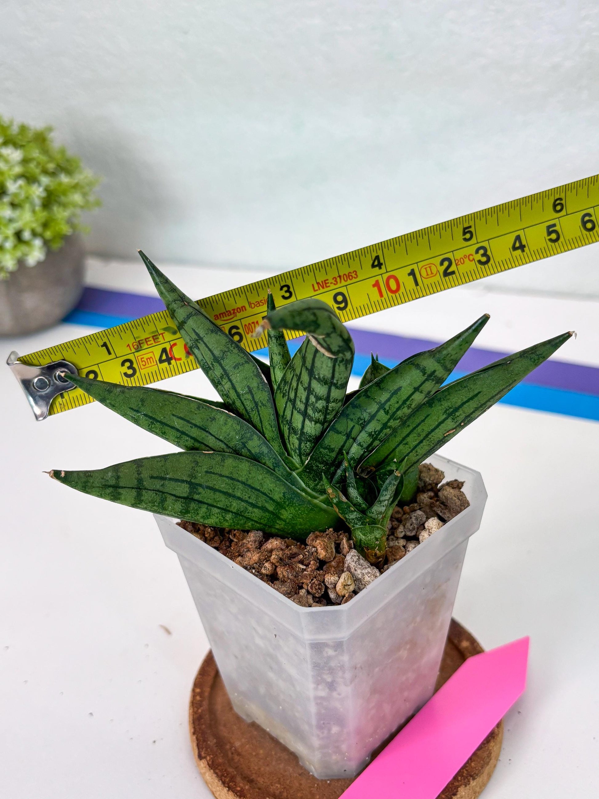 Sansevieria Manja (#H43) | Imported Hybrids