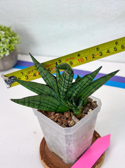 Sansevieria Manja (#H43) | Imported Hybrids