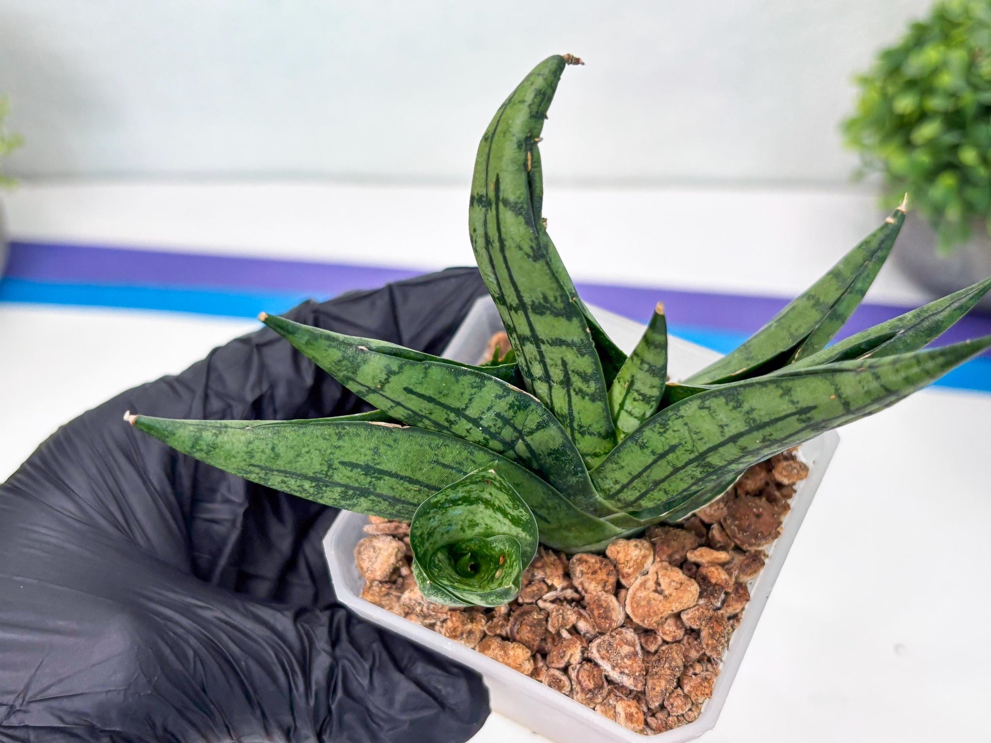 Sansevieria Manja (#H43) | Imported Hybrids