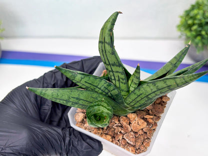 Sansevieria Manja (#H43) | Imported Hybrids