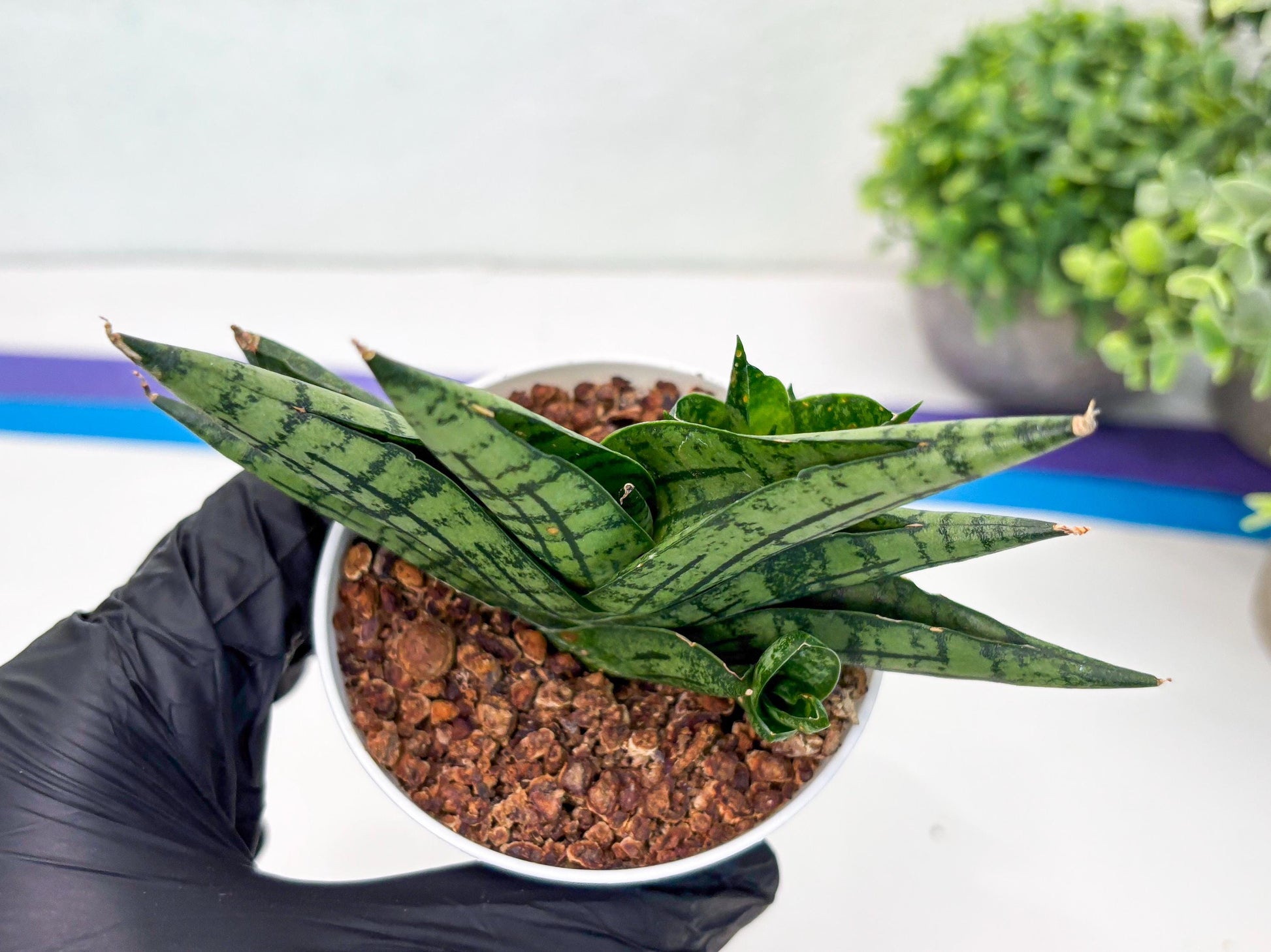 Sansevieria Manja (Ha43) (y) | Imported Hybrids