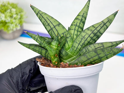 Sansevieria Manja (Ha43) (y) | Imported Hybrids