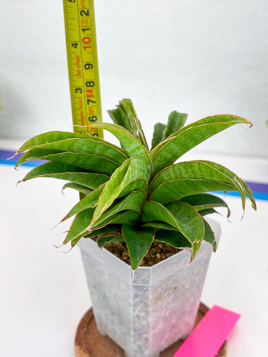 Sansevieria AFF Nalika (H22) | Imported Plants | Rare Hybrid Species