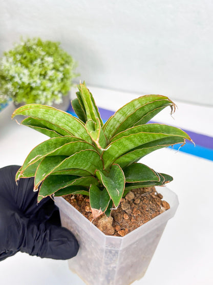 Sansevieria AFF Nalika (H22) | Imported Plants | Rare Hybrid Species