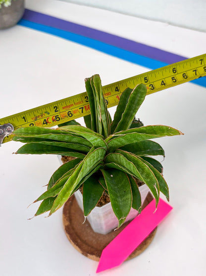 Sansevieria AFF Nalika (H22) | Imported Plants | Rare Hybrid Species
