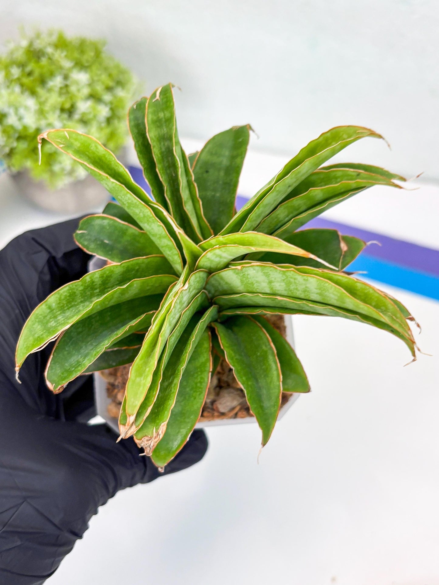 Sansevieria AFF Nalika (H22) | Imported Plants | Rare Hybrid Species