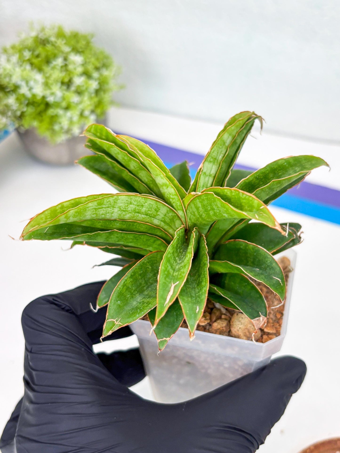 Sansevieria AFF Nalika (H22) | Imported Plants | Rare Hybrid Species