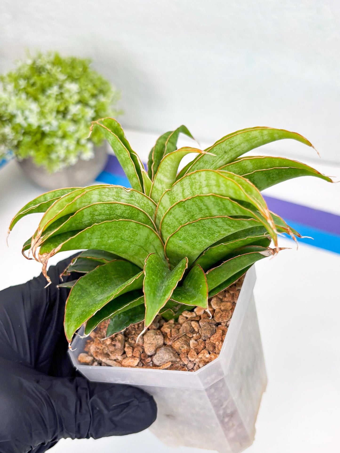 Sansevieria AFF Nalika (H22) | Imported Plants | Rare Hybrid Species