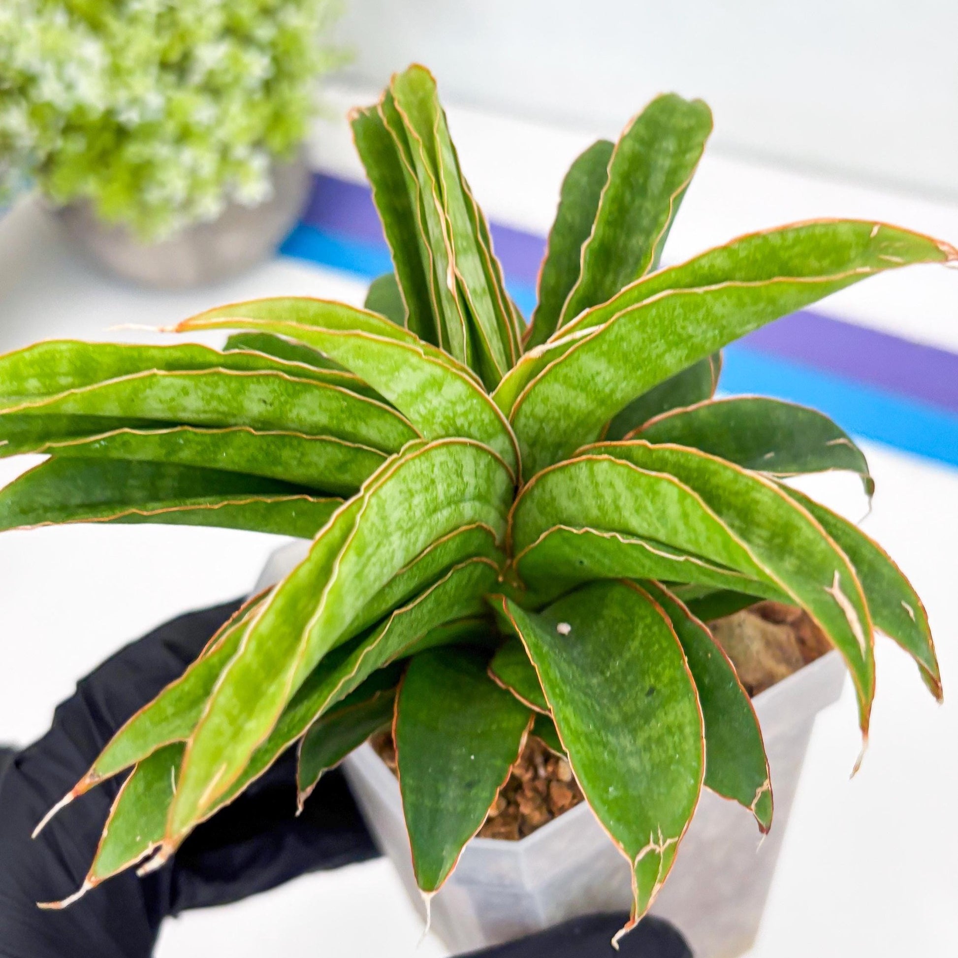 Sansevieria AFF Nalika (H22) | Imported Plants | Rare Hybrid Species