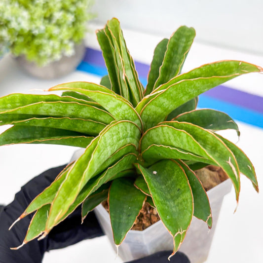 Sansevieria AFF Nalika (H22) | Imported Plants | Rare Hybrid Species
