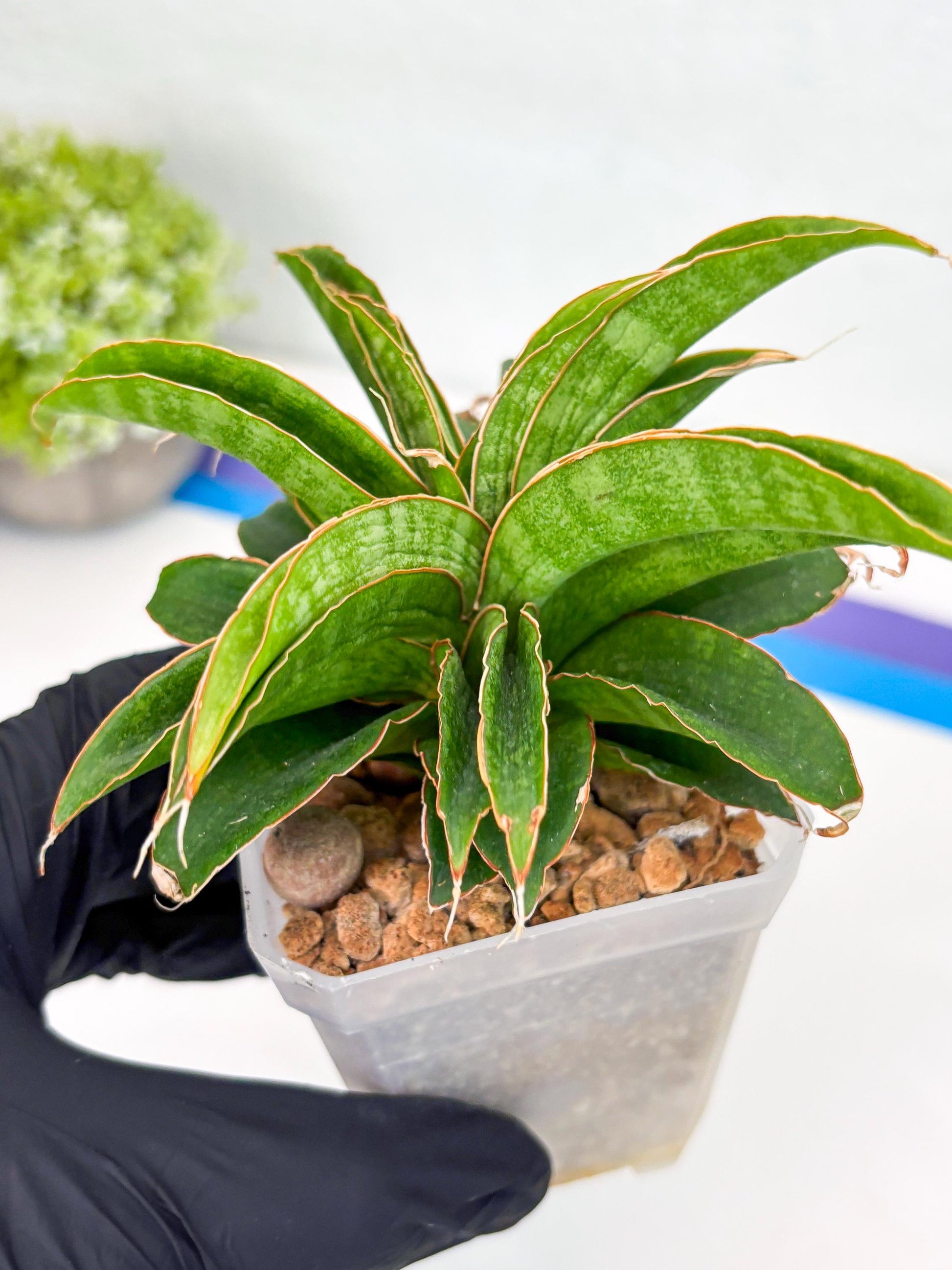 Sansevieria AFF Nalika (Ha44) (y) | Imported Plants