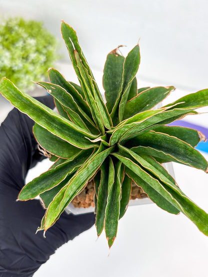 Sansevieria AFF Nalika (Ha44) (y) | Imported Plants