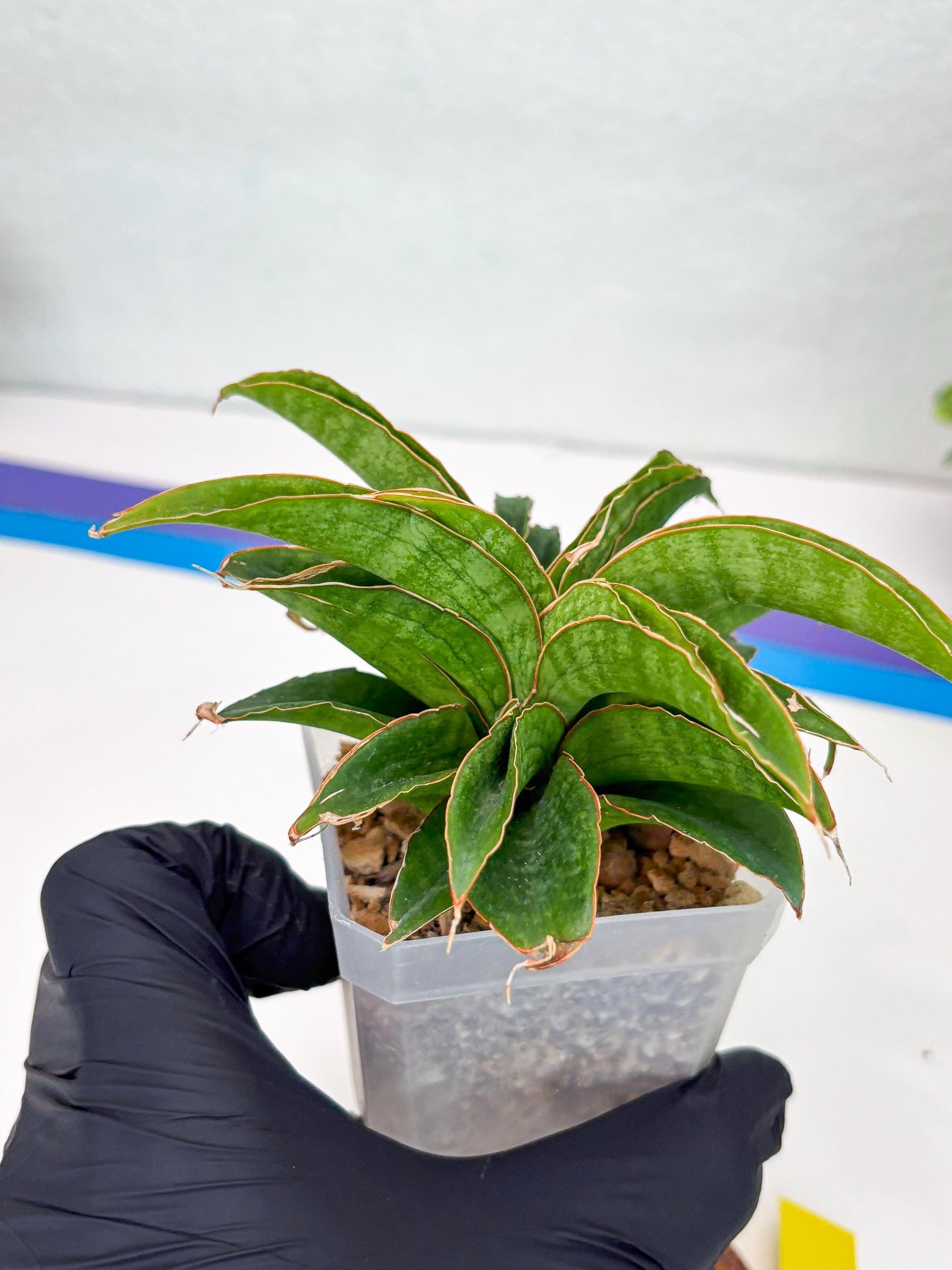 Sansevieria AFF Nalika (Ha44) (y) | Imported Plants