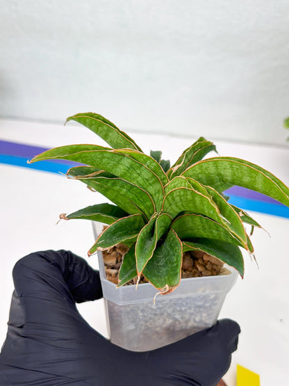 Sansevieria AFF Nalika (Ha44) (y) | Imported Plants