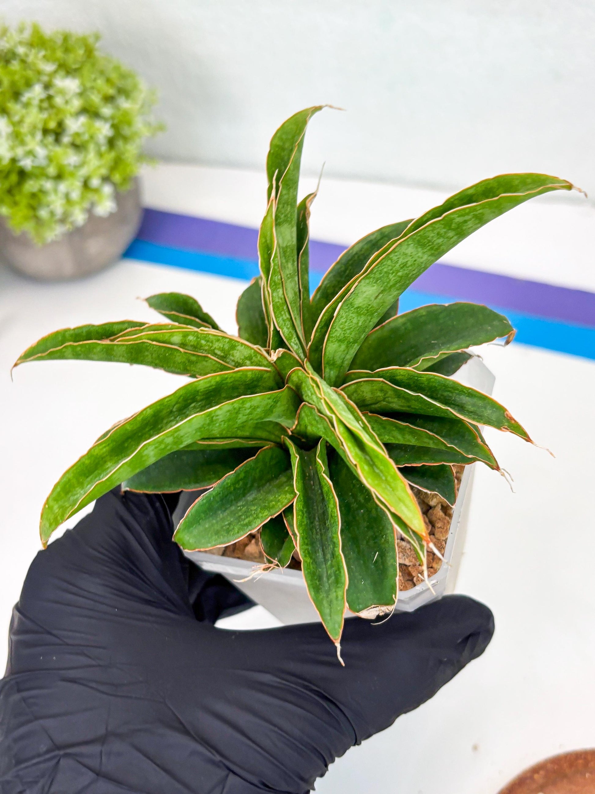 Sansevieria AFF Nalika (Ha44) (y) | Imported Plants