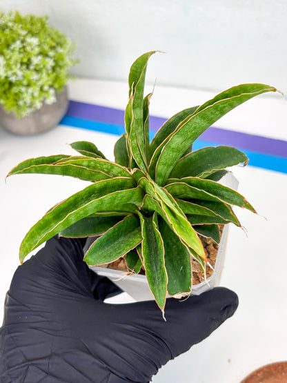 Sansevieria AFF Nalika (Ha44) (y) | Imported Plants