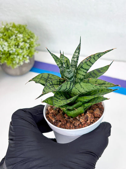 Sansevieria Pandawa (#H45) | Imported Snake Plant