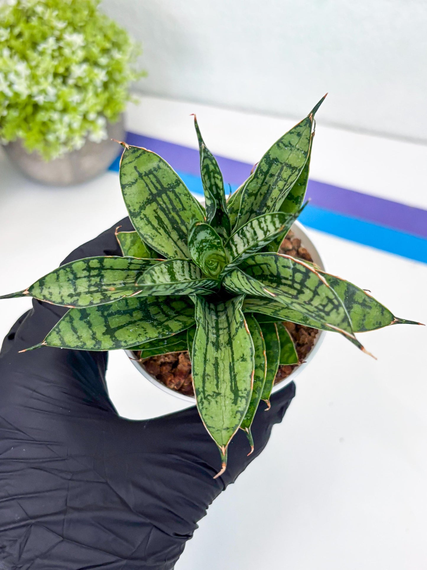 Sansevieria Pandawa (#H45) | Imported Snake Plant