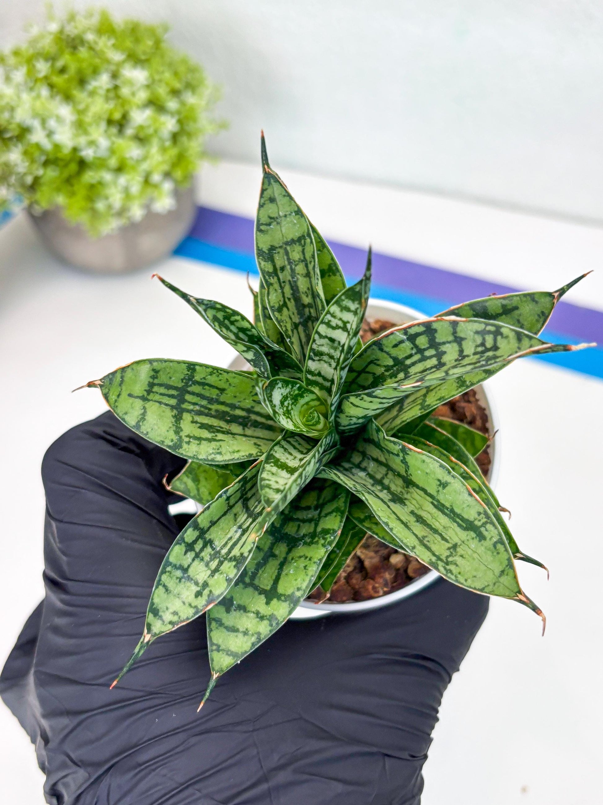 Sansevieria Pandawa (#H45) | Imported Snake Plant