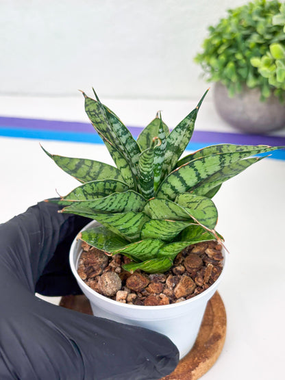 Sansevieria Pandawa (#H45) | Imported Snake Plant