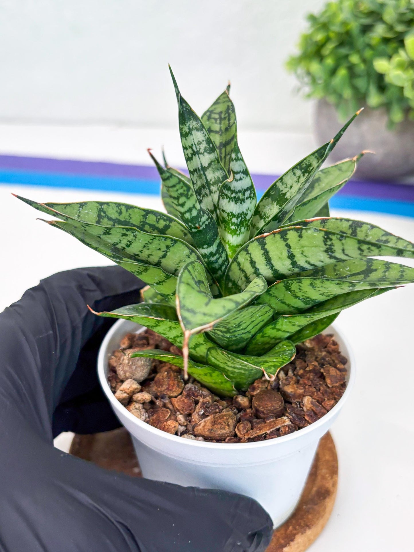 Sansevieria Pandawa (#H45) | Imported Snake Plant