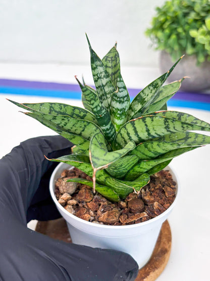 Sansevieria Pandawa (#H45) | Imported Snake Plant