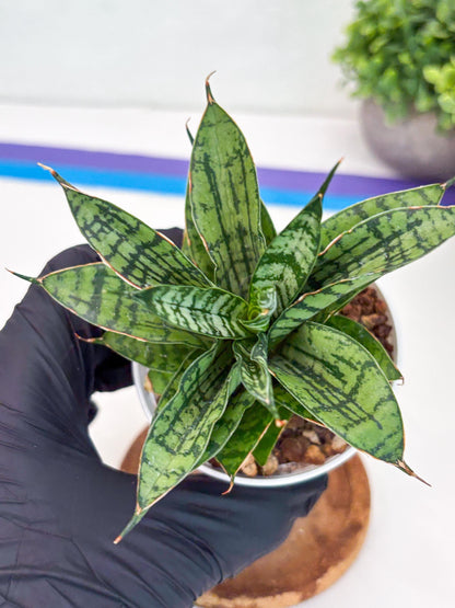 Sansevieria Pandawa (#H45) | Imported Snake Plant
