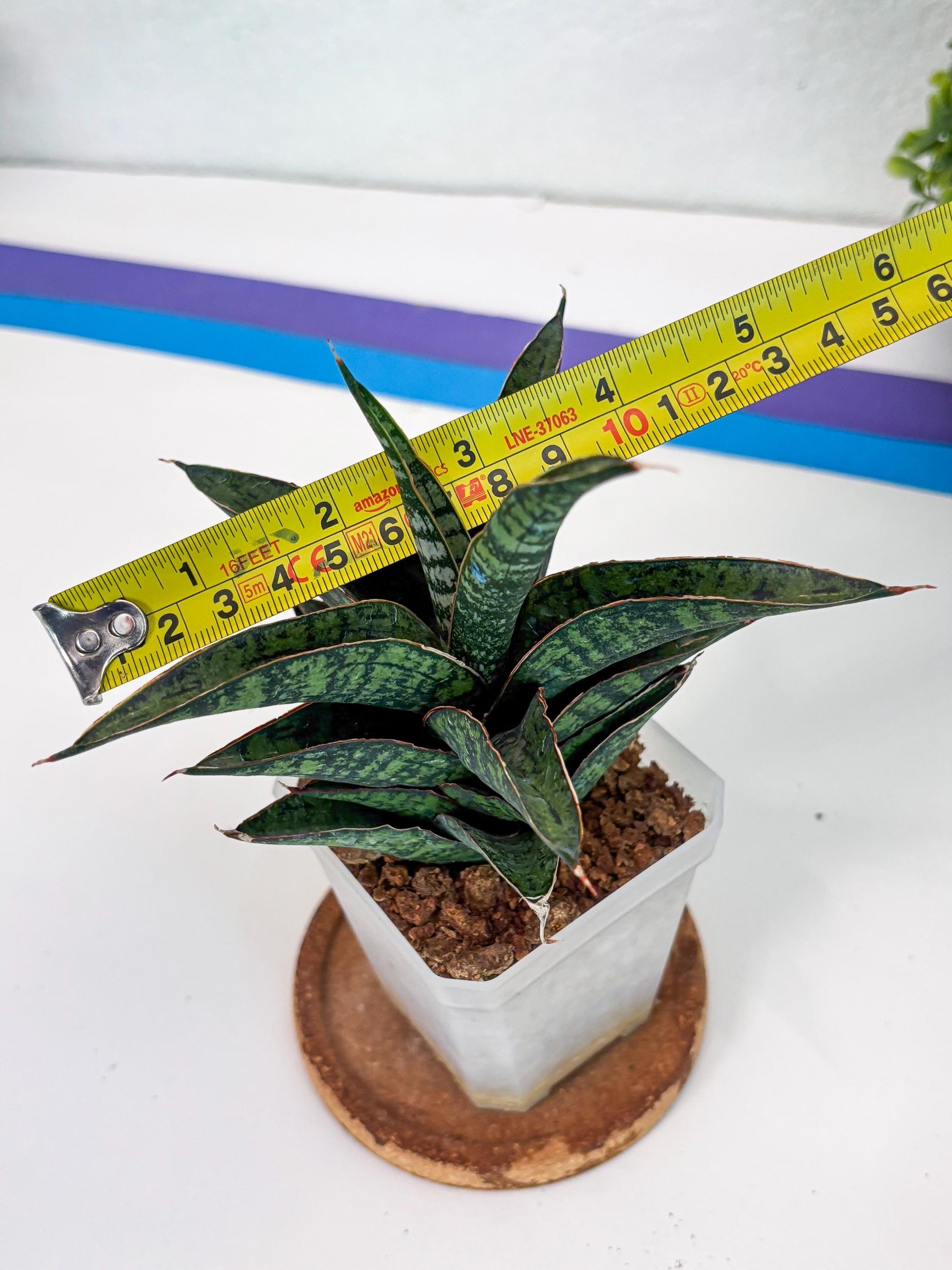 Sansevieria Toxin (#H51) | Imported House Plants