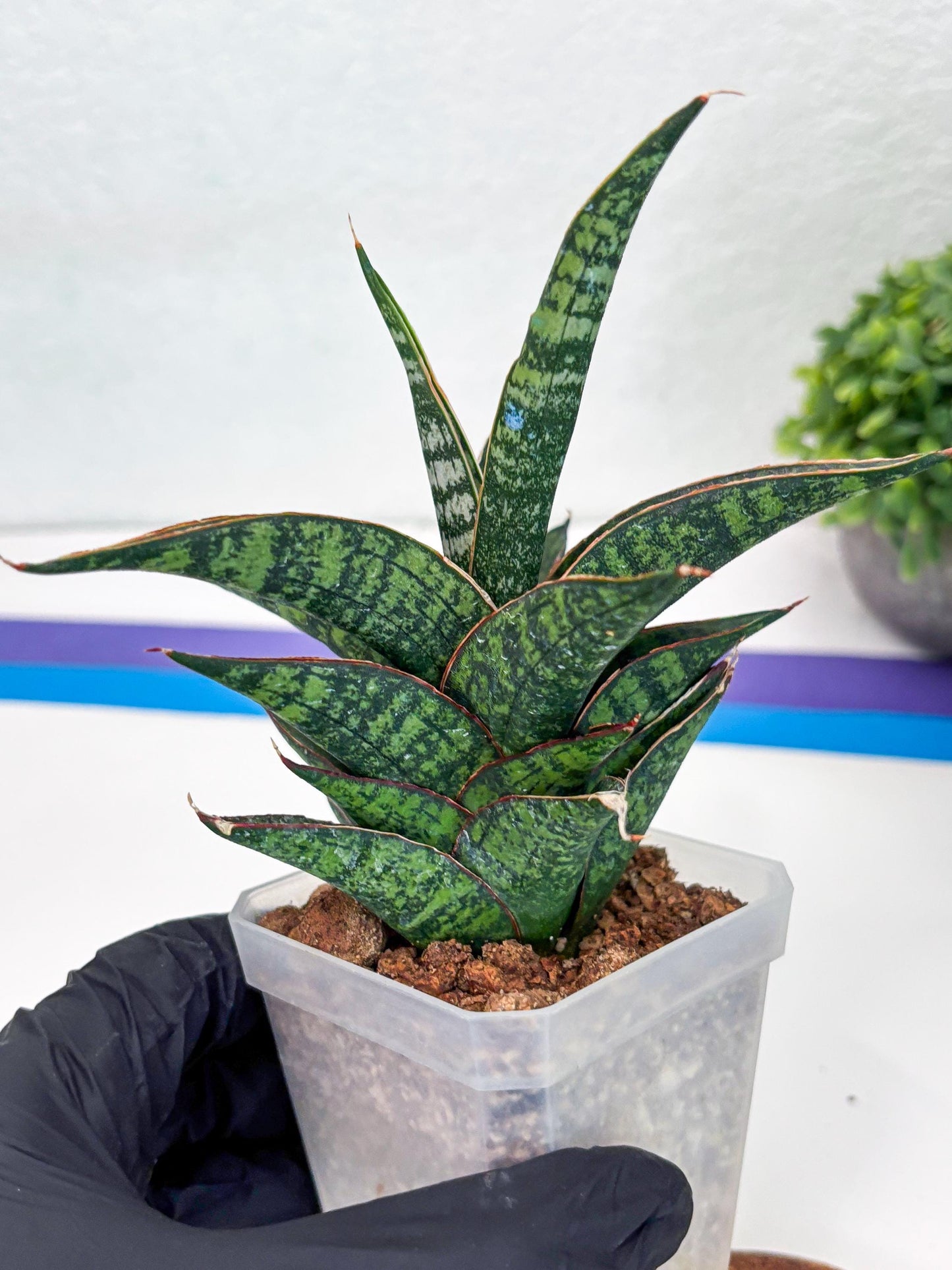 Sansevieria Toxin (#H51) | Imported House Plants