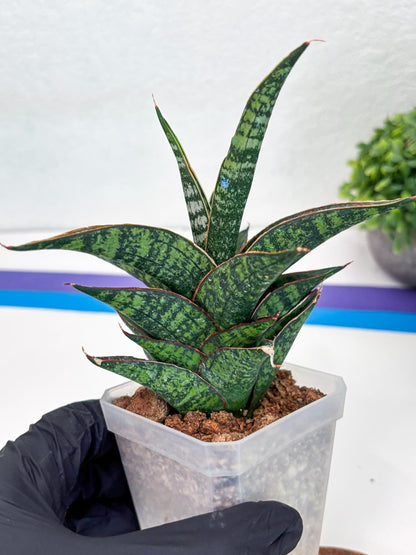 Sansevieria Toxin (#H51) | Imported House Plants