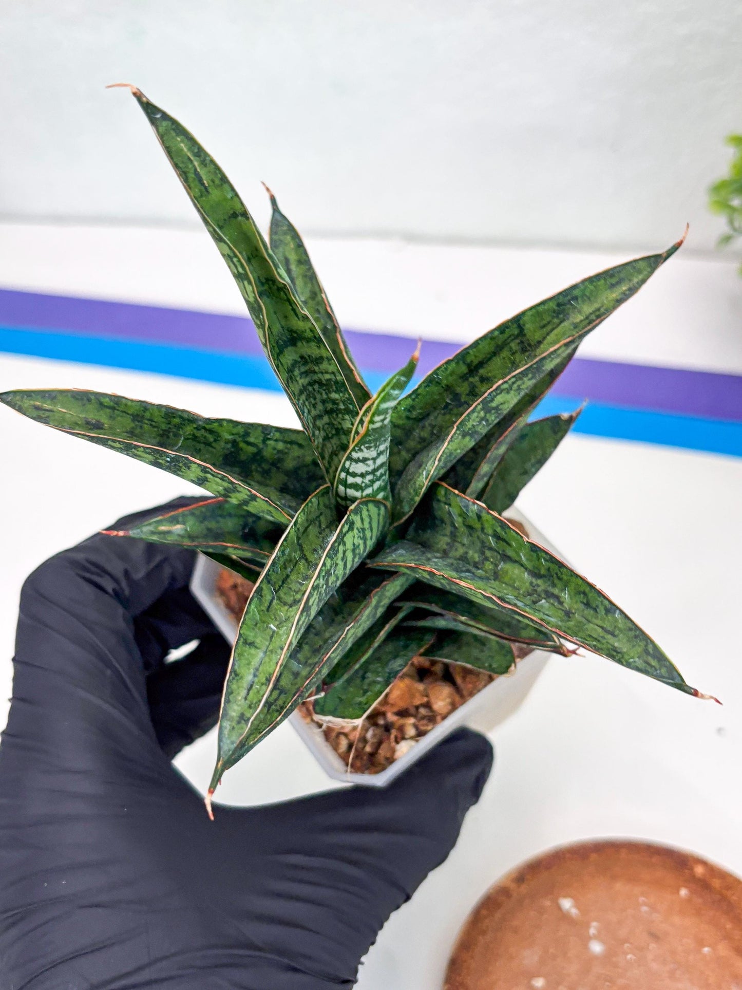 Sansevieria Toxin (#H51) | Imported House Plants